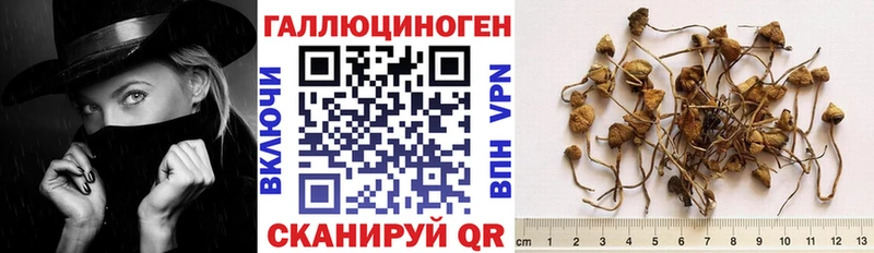 Галлюциногенные грибы Cubensis цена Ленинградская